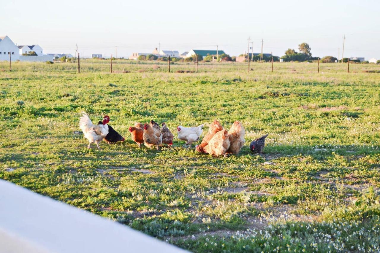 Aintree Farm Cottage Langebaan Exterior foto